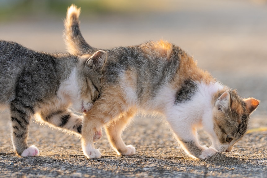 One kitten stopping to sniff something then the other one bumps into it from behind