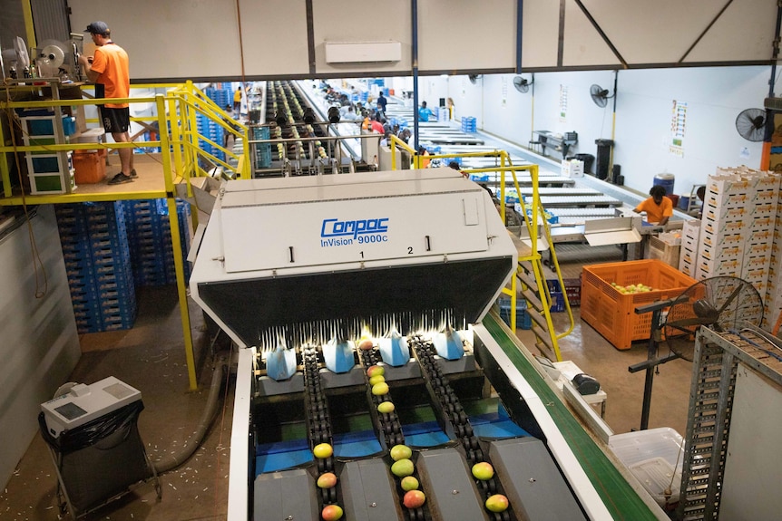Three rows of mangoes on conveyor belts pass through a robotic scanning machine, workers sort and pack mangoes in background.
