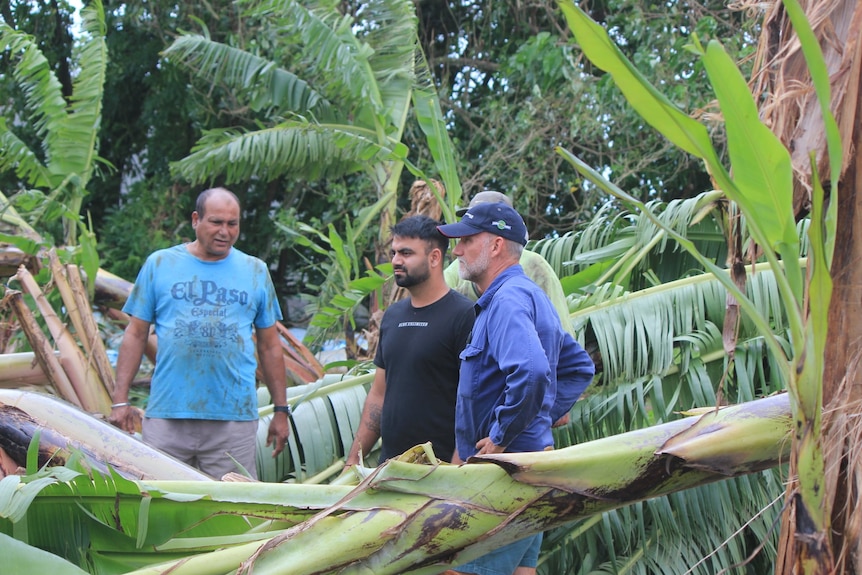 farmers looking at banana plants knocked over