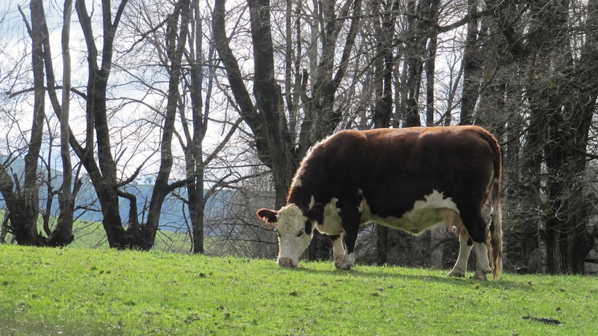 A call for better protections for the Upper Hunter's cattle industry.