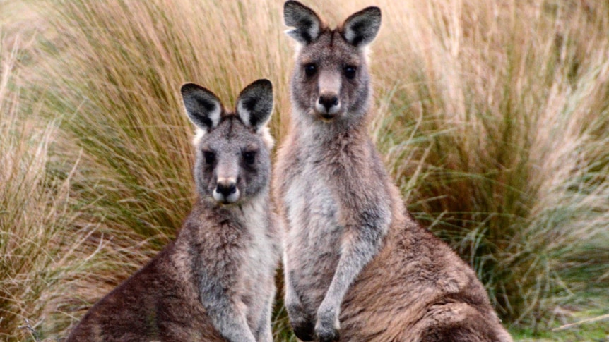 Forrester kangaroo pair