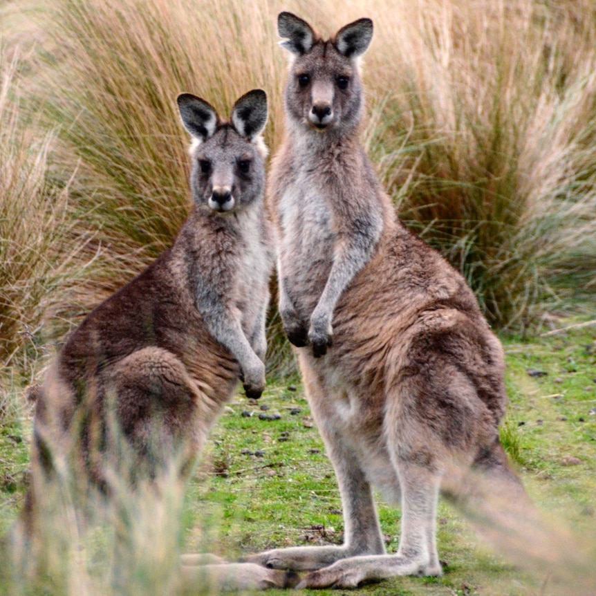 Forrester kangaroo pair