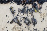 About dead dead burnt birds from a variety of species lay on the sand among ash and charred debris