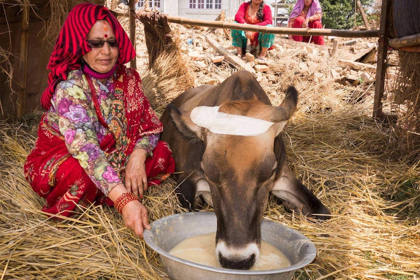Cow injured in Nepal earthquake being fed