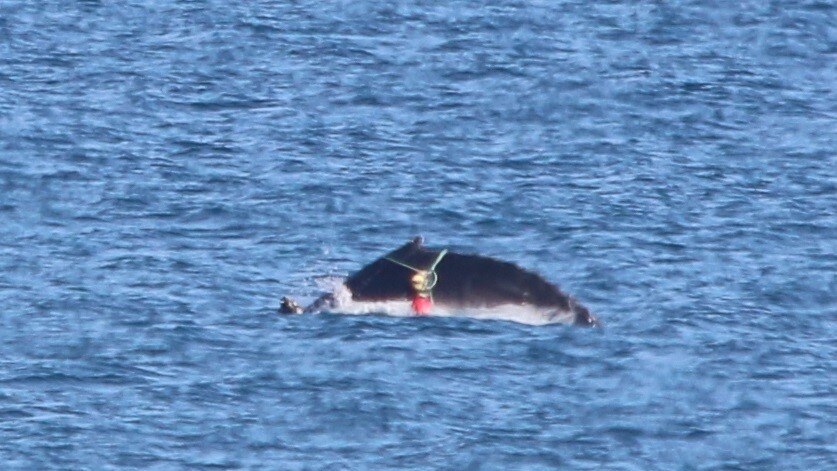 A suspected humpback whale caught in what appears to be craypot ropes.