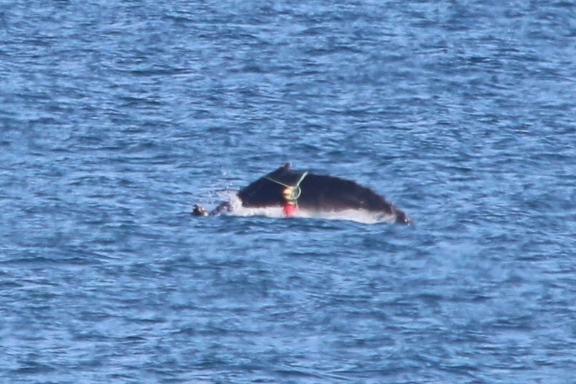 A suspected humpback whale caught in what appears to be craypot ropes.