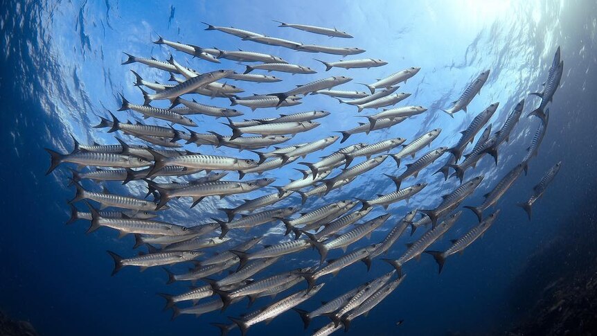 A school of barracuda with the sun shining through the water.