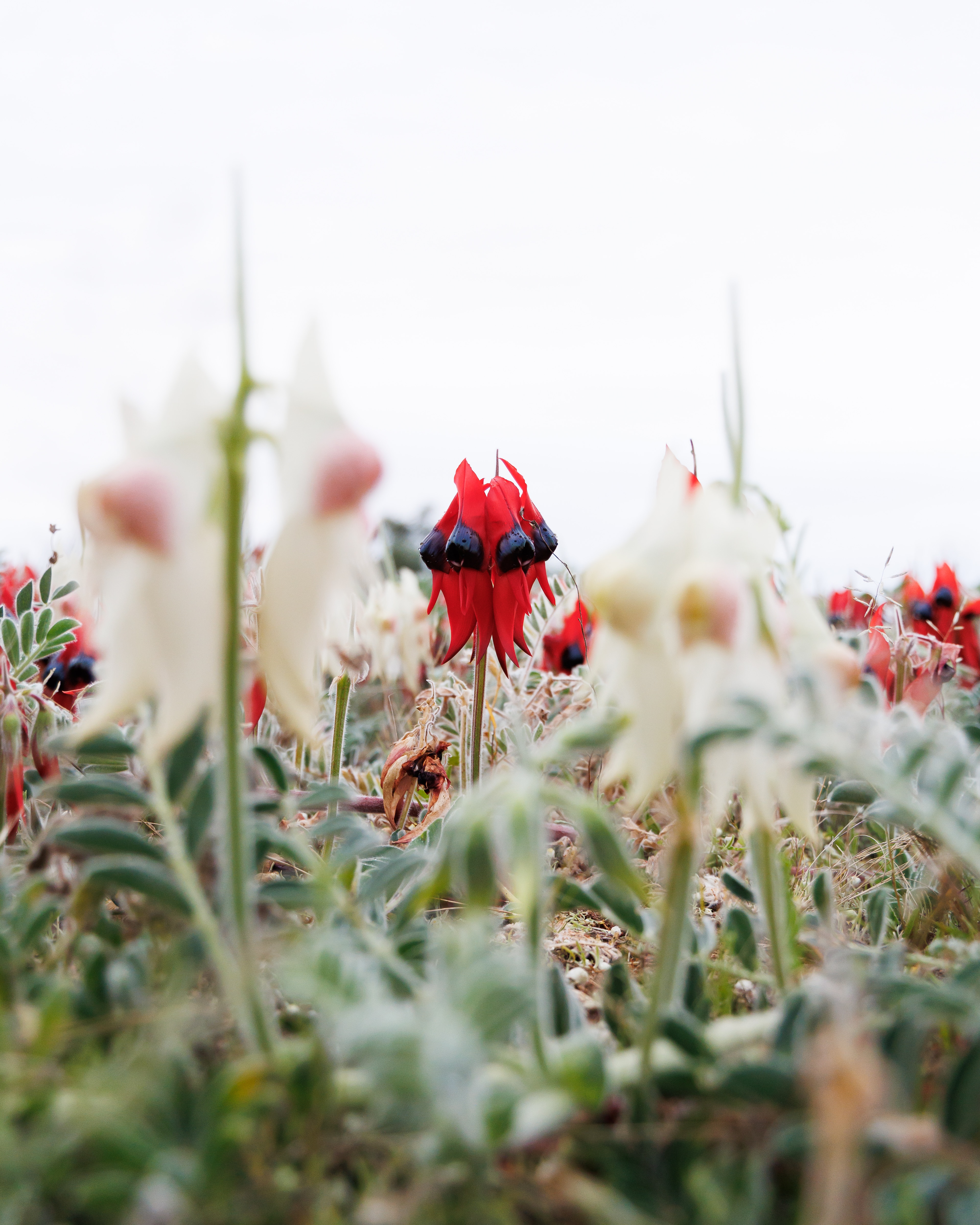 'Absolute cracker looking' flower explodes in 'super bloom' across outback