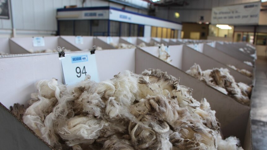 Wool fleeces in a display box inside a warehouse