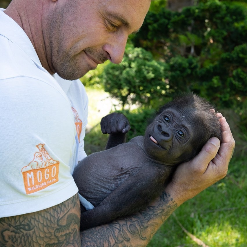 A man cradling a baby gorilla.