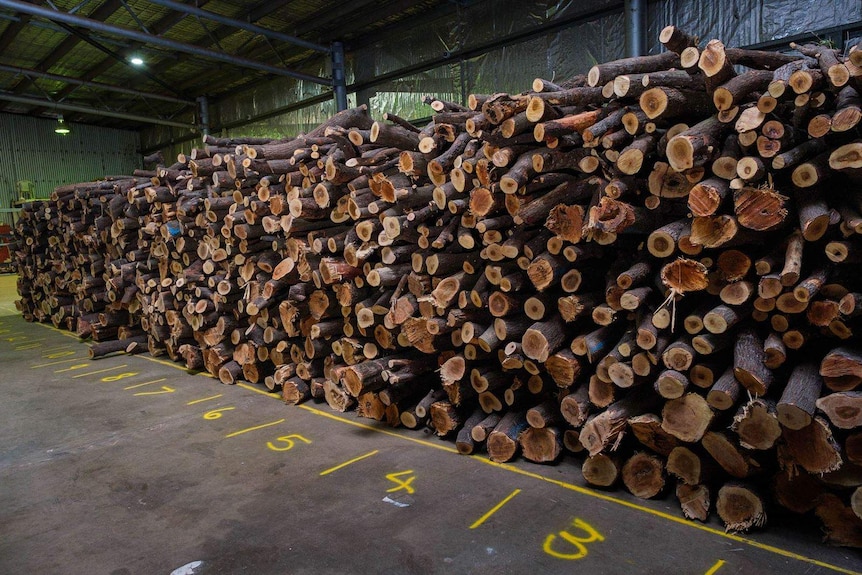 A large stack of logs inside a shed.