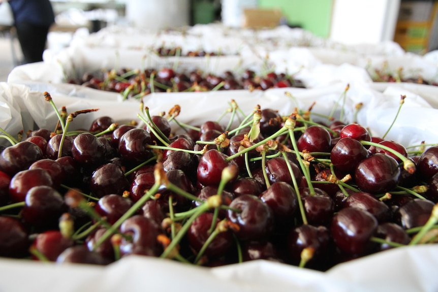 Cherries in a box lined with plastic.