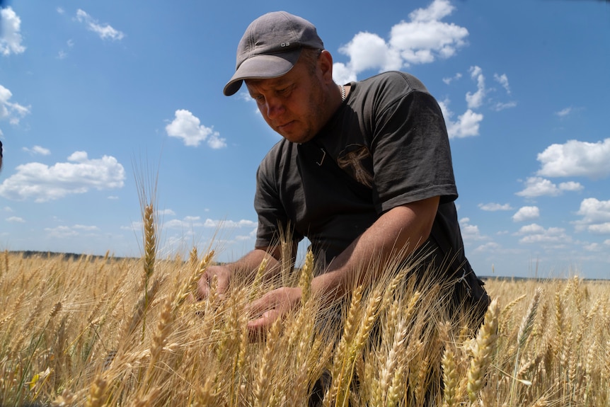 A man in a cap looks at grain