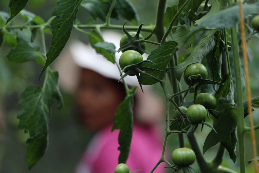 A tomato vine in a greenhouse