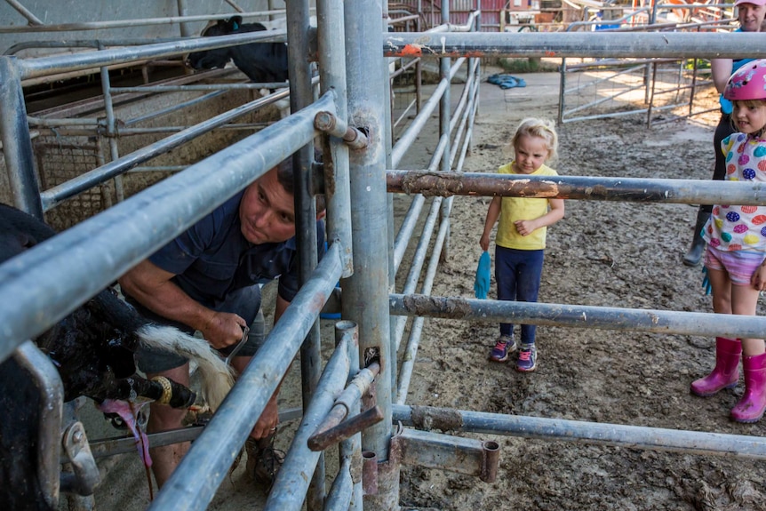 Shane Attwell helps deliver a calf while his 4-year-old daughter Trinity and her older sister Gabriella look on, supervised by their mother Cindy. The animal was stillborn