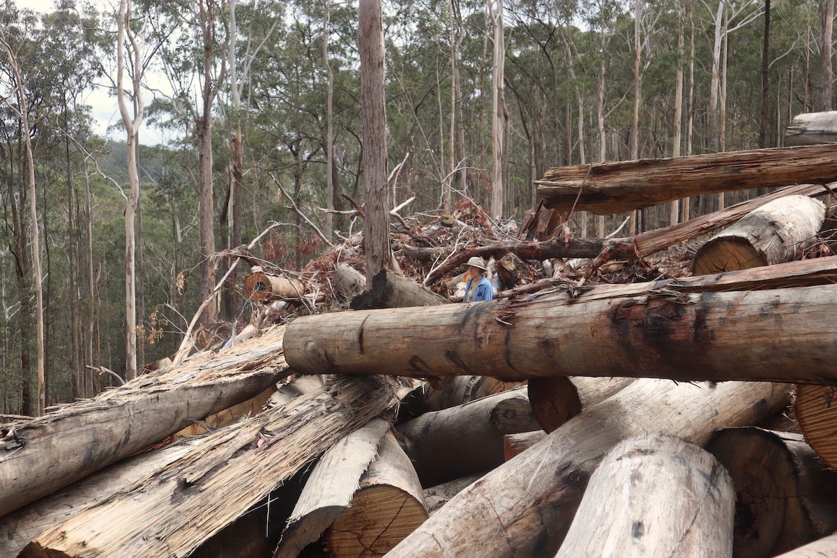 A huge pile of tree logs inside a forest.