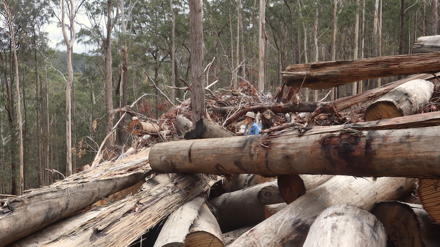 Les résidents et les écologistes expriment leur inquiétude face aux débris laissés après l’exploitation forestière dans la forêt domaniale d’Ourimbah.