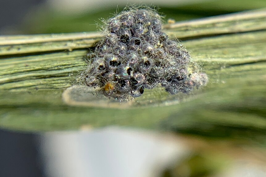 Black eggs on a stalk with fuzz on them.