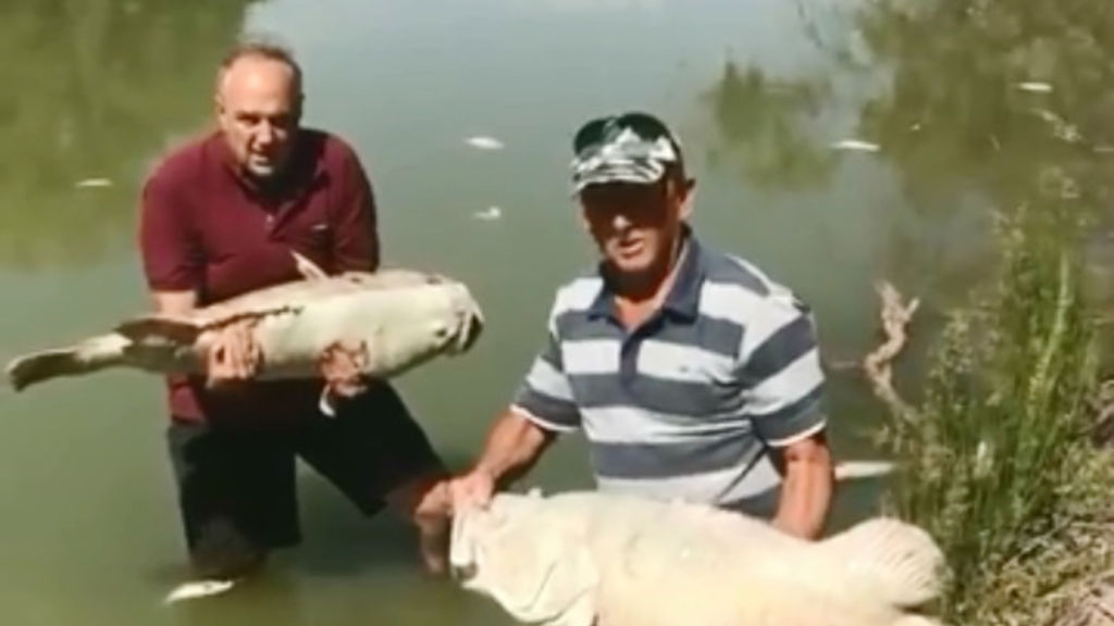 Mass fish deaths at Menindee sparks viral video as Minister receives  threats - ABC News