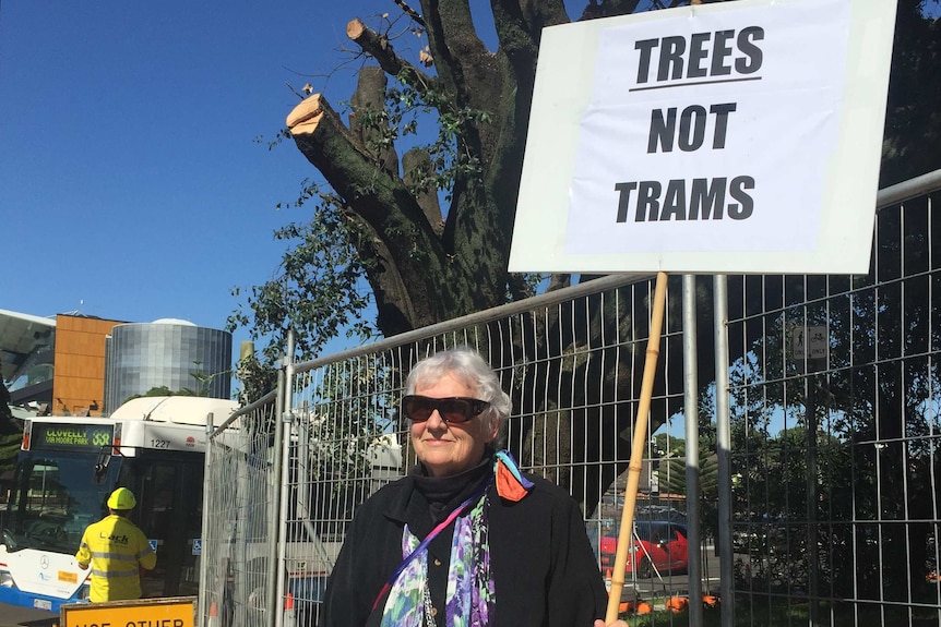 Protester Eryl Brady held a sign reading "Trees not trams" next to fenced-off trees at Randwick.