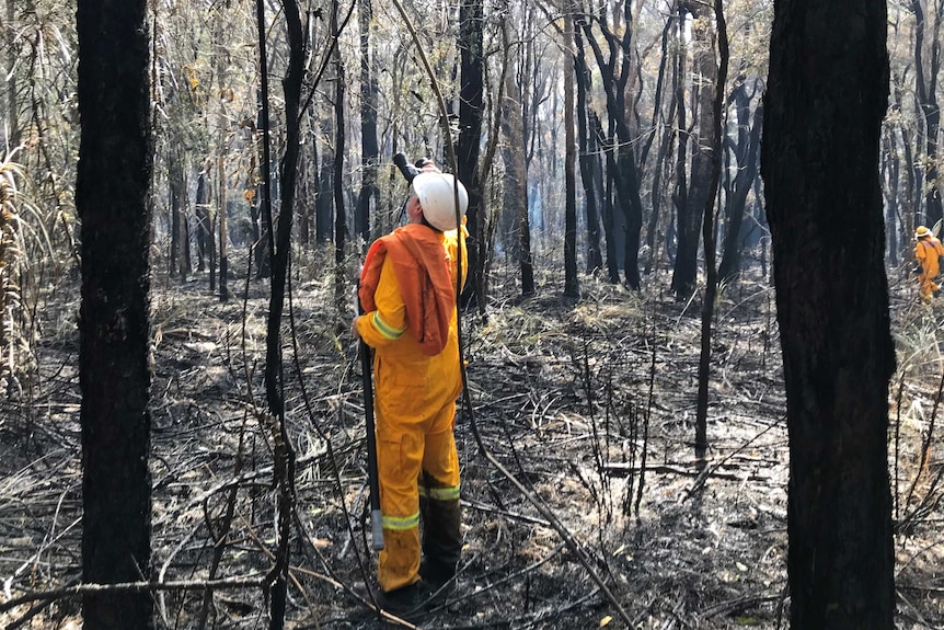 Volunteers, wearing high-viz yellow overalls and white hard hats, search burnt trees for koalas