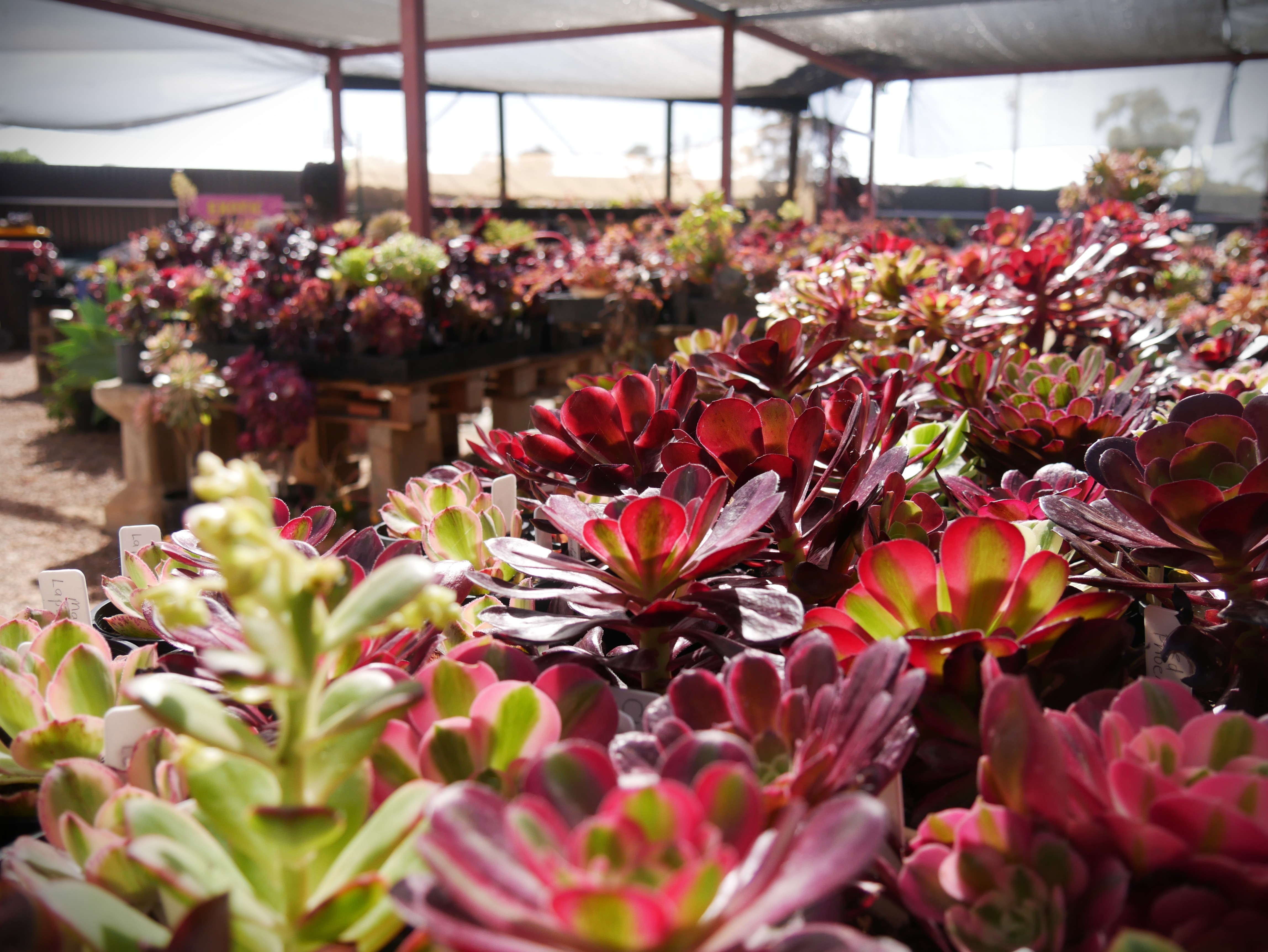 A wide range of succulents in pots.