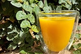 A glass of fresh orange juice in a glass amid some green leaves.