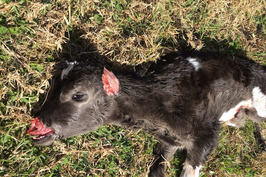 Fox attack leaves calf without nose or ears