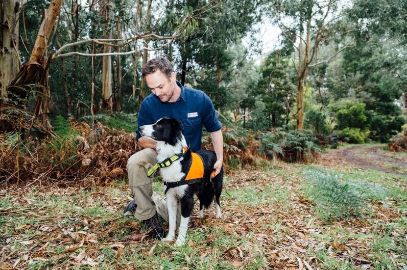 Man kneeling down on ground with a border collie conservation detection dog in forest area