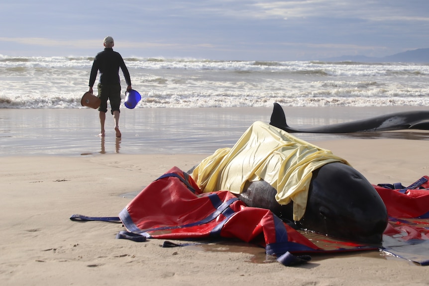 A man walks back to the surf to fill buckets with water near a beached whale.