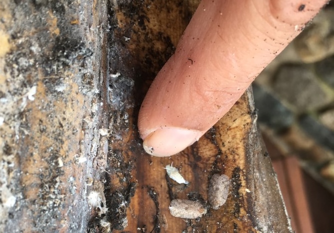 A finger points to a white bug and two other bugs on a dirty end of a palm frond