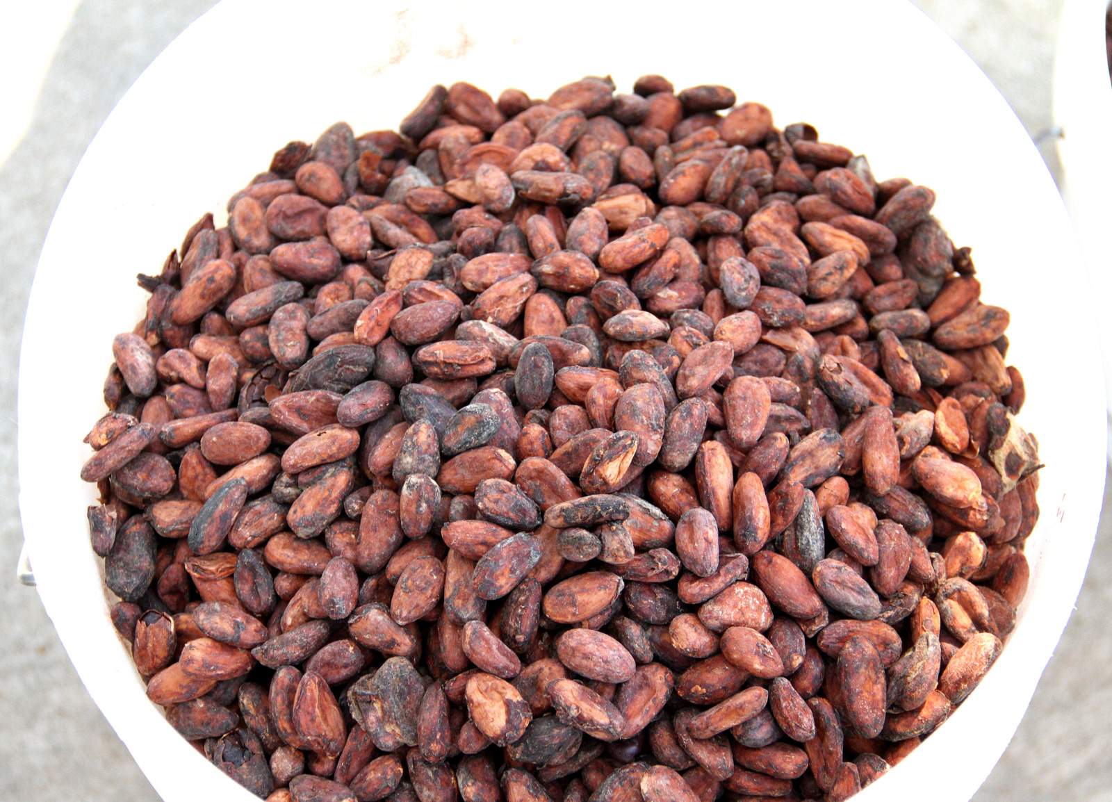 Vanuatu cocoa high grade chocolate in tiny Australian factory