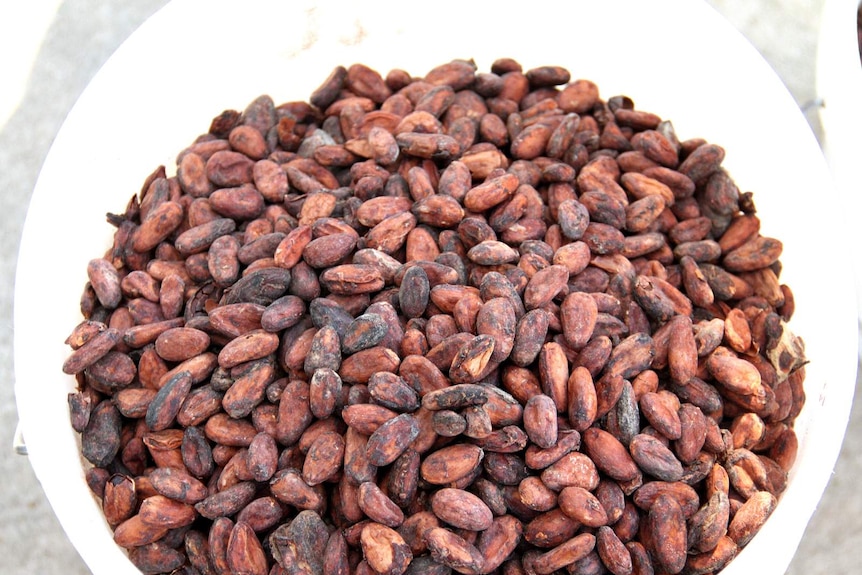 Cocoa beans from Vanuatu