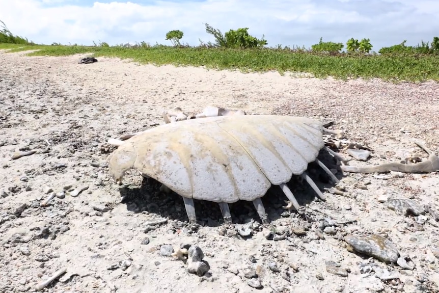 The skeletal remains of a large turtle sit on a beach.