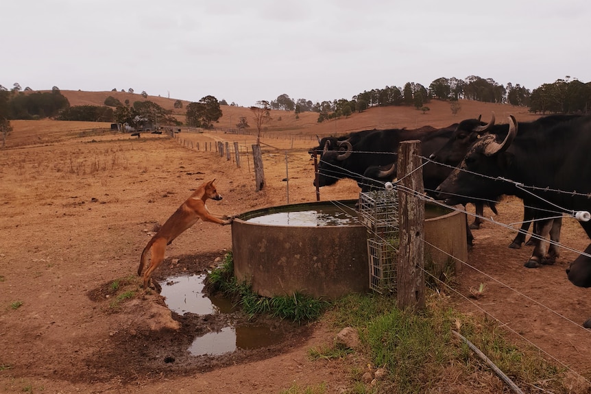 A dingo half-stands against a water trough, watched by two buffaloes beyond a wire fence.