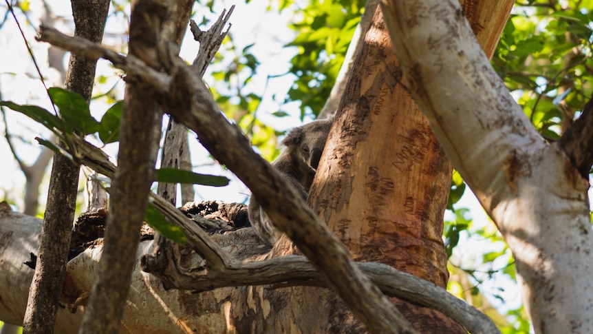 A koala nestled in a tree. 