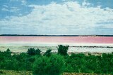 A grainy historic photo of a lake shows its surface as being a bright bubblegum-pink colour.
