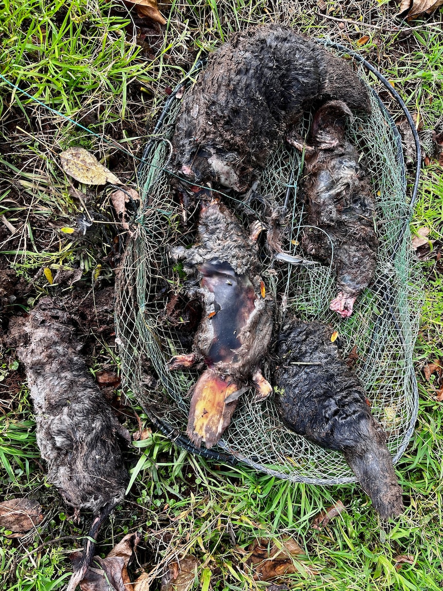Dead and decomposing bodies of four platypus and a rakali (water rat) inside a yabby trap