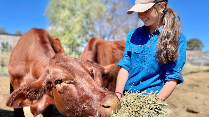 A 15 year old girl and red cattle