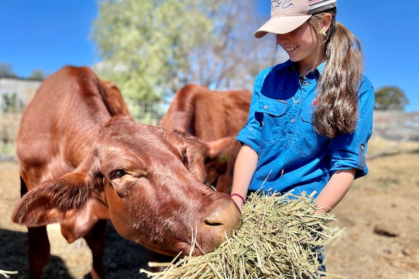 A 15 year old girl and red cattle