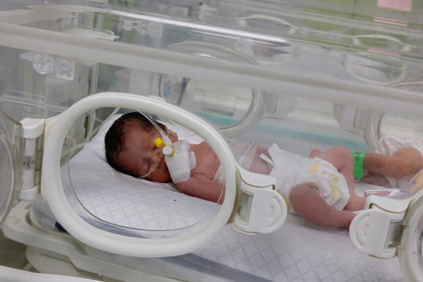 palestinian newborn