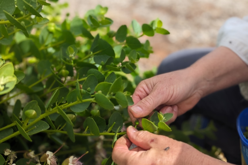 A close up of Heidi's hands picking caper buds from a leafy green caper bush.