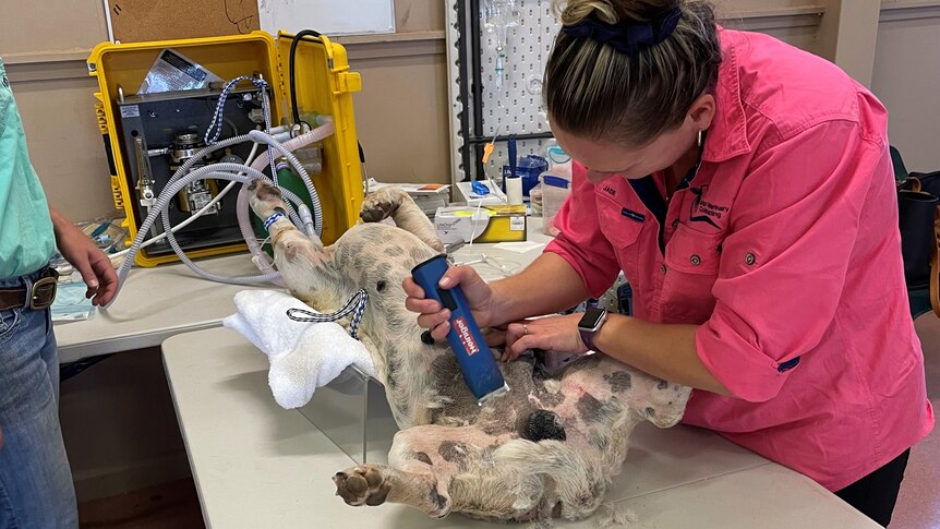 Vet shaves a sedated dog in preparation for desexing.