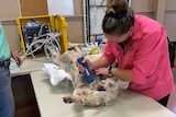 Vet shaves a sedated dog in preparation for desexing.