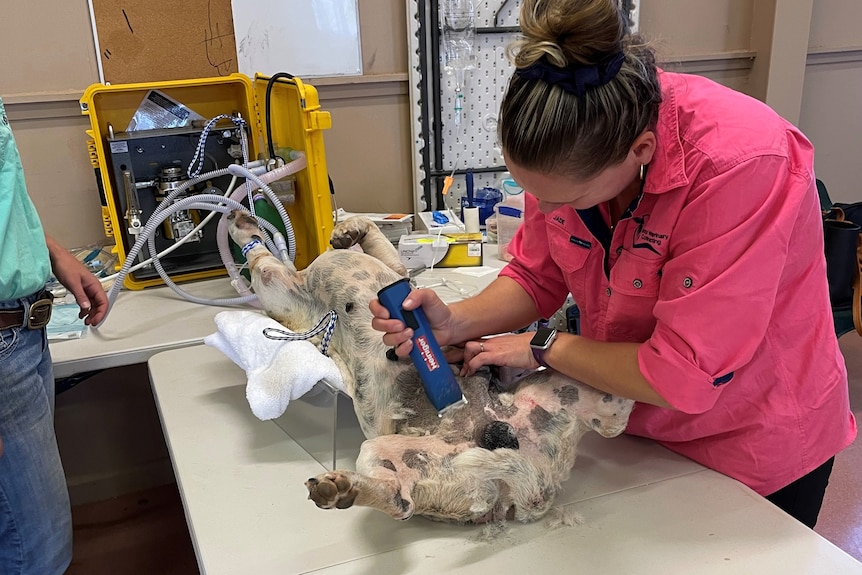 Vet shaves a sedated dog in preparation for desexing