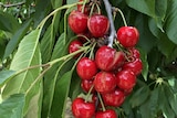 Split cherries hang from a tree.