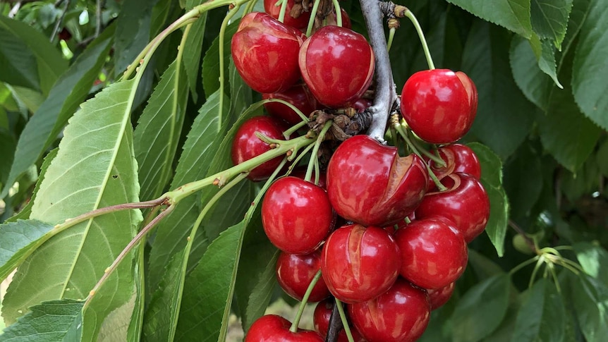 Split cherries hang from a tree.