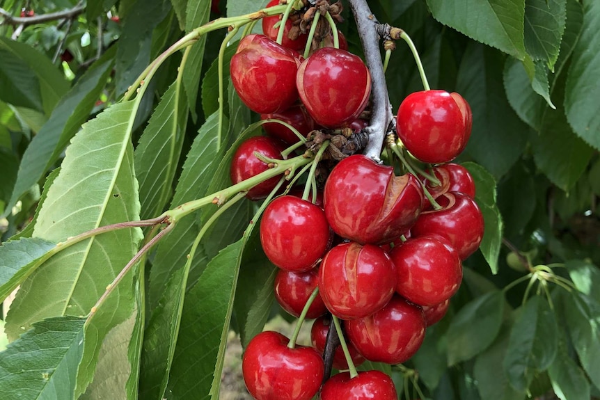 Split cherries hang from a tree.