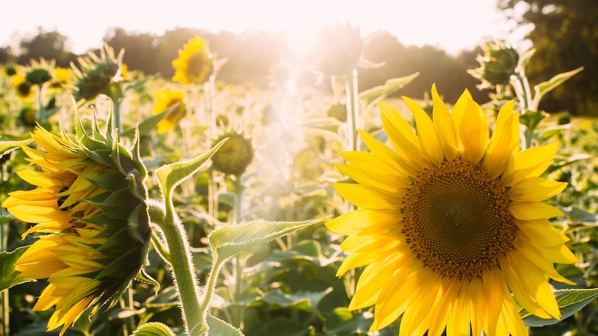 Sunflowers in a field.