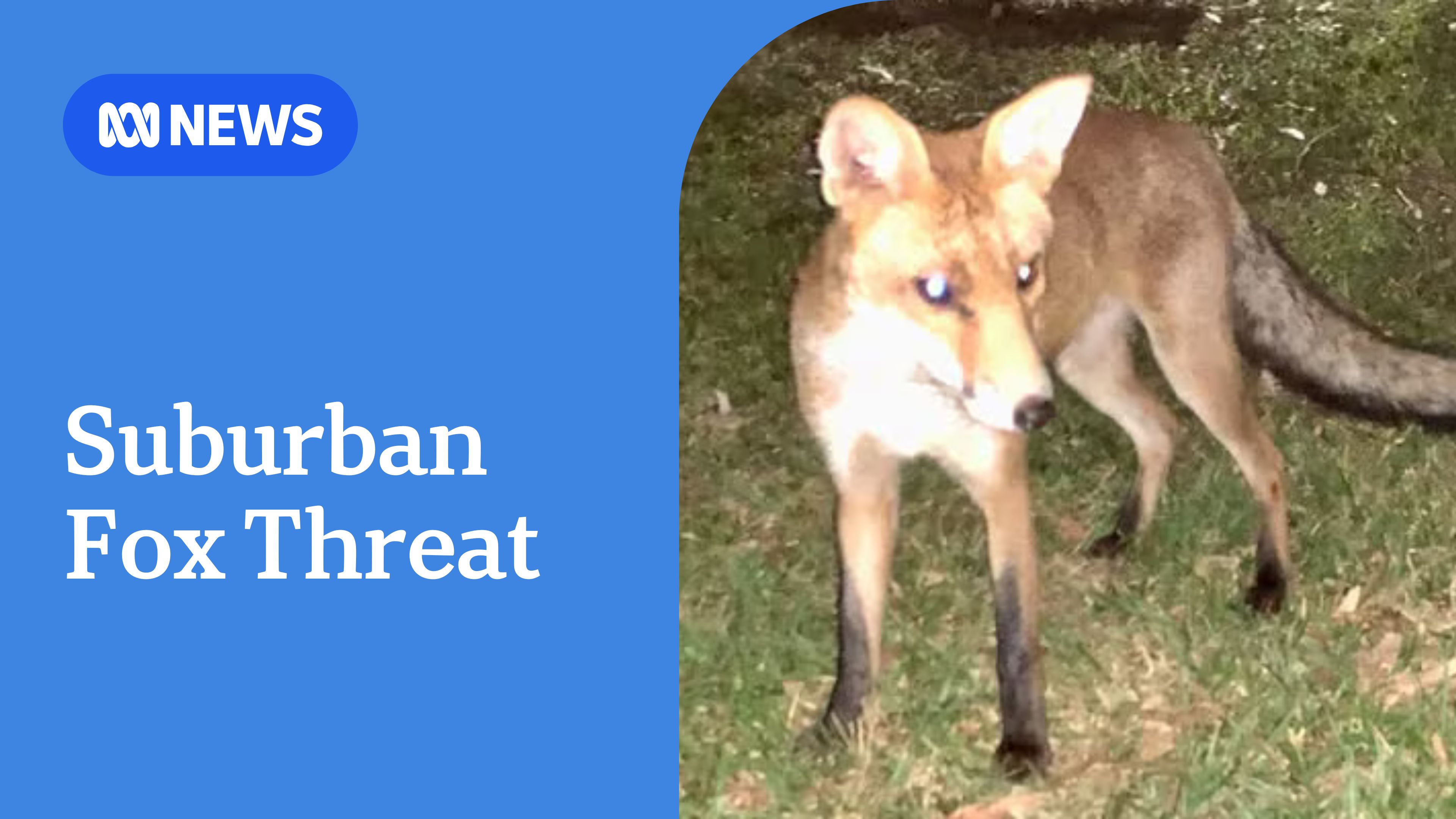 Brisbane City Council urges residents to be cautious of wild foxes ...